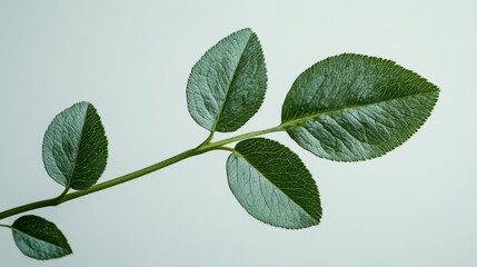 Naklejka premium Close-up of a three-leaf clover with detailed texture against a soft background