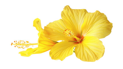 Yellow flower isolated on white background