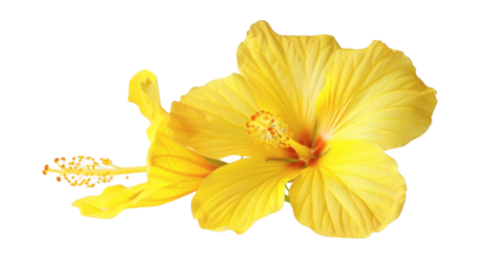 Yellow flower isolated on white background