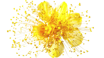 Yellow flower with a vibrant center isolated on a white background