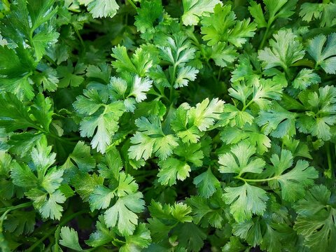 Top view of Fresh growing green Coriander (Cilantro) leaves in Vegetable plot background.