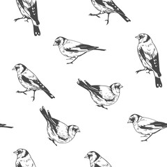 Seamless, pattern, birds illustrations, Goldfinch set of illustrations, vector hand drawn
