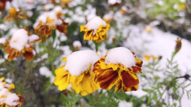 Bright yellow marigolds covered with the first snow in the winter garden.