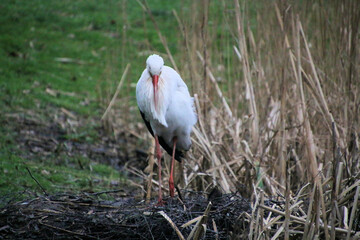 A close up of a White Stork at Martin Mere Nature Reserve