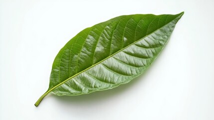 Obraz premium green cocoa leaf isolated on white