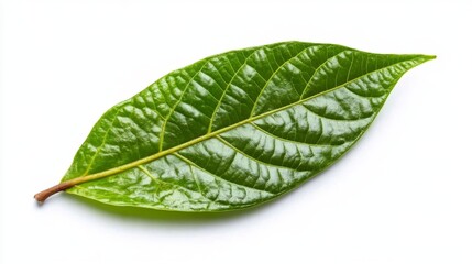 Obraz premium green cocoa leaf isolated on white