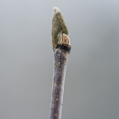 Close-up of tree buds, winter morning with snow, macro