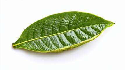 Fototapeta premium green cocoa leaf isolated on white