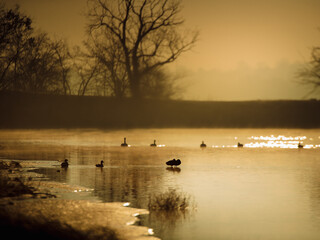 Ducks in the sunrise