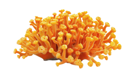 Vibrant orange coral reef 3D render icon on a white background isolated
