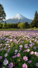 Obraz premium Majestic Mount Fuji rises above a vibrant field of blooming flowers in spring under a clear blue sky