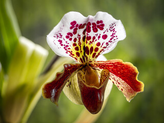 The Lady's Slipper, Paphiopedilum orchid, is an exquisite orchid known for its unique, shoe-shaped flowers and bright colors that blend elegantly into nature