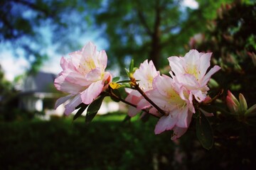 Vibrant flowers and plants