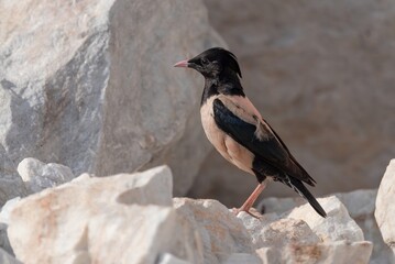 Rosy Starling perched on a rock