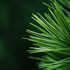 Close-up view of lush green pine needles in nature