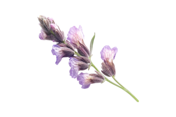 Lavender sprig delicate purple flowers nature botany