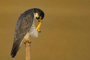 A peregrine falcon perches on a wooden post at Sambhar Lake, its intricate feather patterns highlighted against a warm, earthy background, capturing a moment of quiet contemplation.