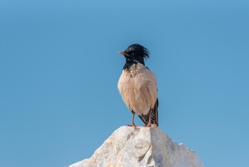 Rosy Starling perched on a rock