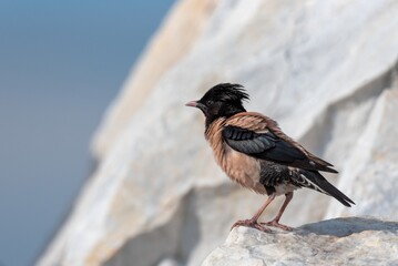 Rosy Starling perched on a rock