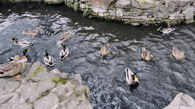 Feeding mallard duck in a pond with pieces of stale bread.