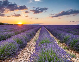 Obraz premium Scenic Sunset Over Violet Lavender Fields in Provence, France, Capturing Summer's Blooming Beauty