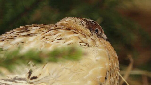 A close-up of a Japanese quail nestled among green foliage. Its beige and brown feathers provide natural camouflage. The quail's eye is sharply focused, showcasing its gentle expression.