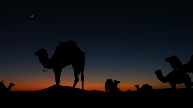  Starlit Journey: Camels Under the Sahara's Night Sky