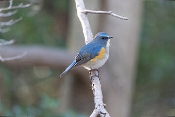 木の枝にとまるルリビタキ