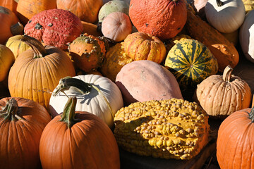Pile of Pumpkins and Gourds