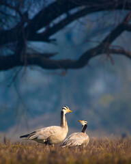 Graceful Bar-headed Geese: Two Bar-headed Geese stand attentively in the grassy fields of Keoladeo National Park, their plumage highlighted by soft light.