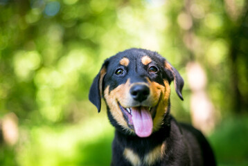 A cute young German Shepherd mixed breed puppy