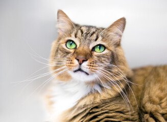 A medium hair tabby cat with bright green eyes