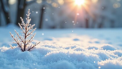 The frosty morning air is filled with the delicate crystals of freshly fallen snow, white, morning, peaceful