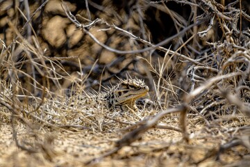 A thorny devil blending into the arid landscape of the Outback, its spiky body adapted for desert life.