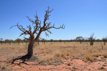 Obraz premium A thorny devil blending into the arid landscape of the Outback, its spiky body adapted for desert life.