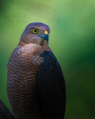 Close-up of a Shikra with piercing eyes staring directly into the camera. Indian raptor, bird of prey, sharp gaze, urban hawk, intense expression, detailed wildlife portrait.