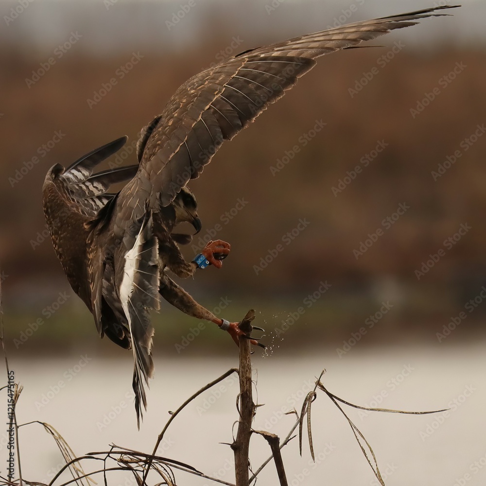 Poster Endangered Snail Kite Evolutionary Wonder Paynes Prairie Florida K15