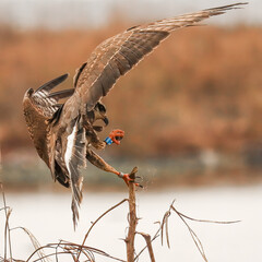 Endangered Snail Kite Evolutionary Wonder Paynes Prairie Florida K15
