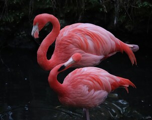 Gorgeous Pink Flamingoes FLamingos Homosassa Springs Florida Native Species
