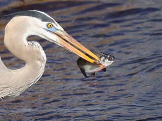 Great Blue Heron Skilled Hunter Fish Catch Paynes Prairie Florida