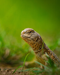 Spiny-tailed lizard peeking from burrow in Thar Desert, Rajasthan. Desert reptile wildlife, Indian fauna, arid habitat, rare lizard species, nature photography, wild Rajasthan landscape.