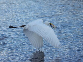 Great Egret Fish Catch Paynes Prairie Florida