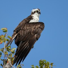 Beautiful Osprey Drying Feathers after a Successful Dive and Fish Catch