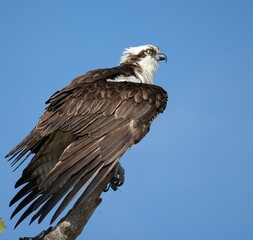 Beautiful Osprey Drying Feathers after a Successful Dive and Fish Catch