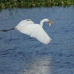 Great Egret Fish Catch Paynes Prairie Florida