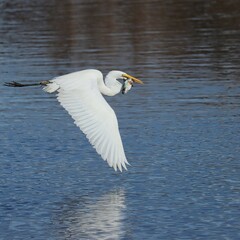 Great Egret Fish Catch Paynes Prairie Florida