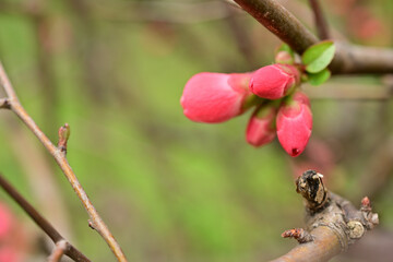 red bud of a tree