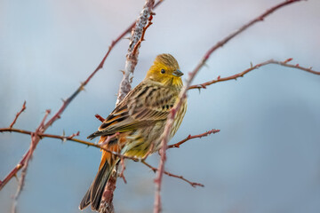 A male yellowhammer sits on the rosehip branch and rests on a sunny winter evening with a blueish background.
