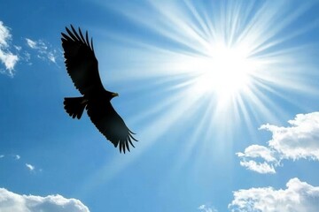 Fototapeta premium A wedge-tailed eagle soaring high in a cloudless blue sky, wings outstretched against the sunlight.