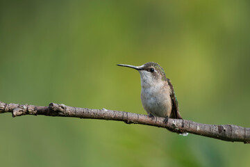 Ruby-throated Hummingbird (Archilochus colubris)
